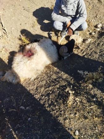  Aç kalan kurtlar sürüye saldırdı: 28 koyun telef oldu