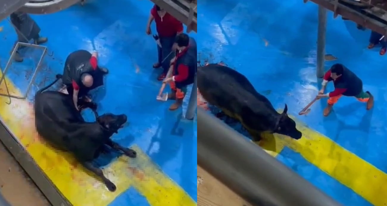 Amasya’da büyükbaş hayvana vahşet: 5 gözaltı