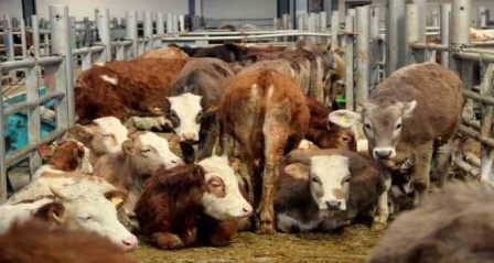 Avrupa'nın en büyük canlı hayvan pazarı şap hastalığı nedeniyle kapatıldı