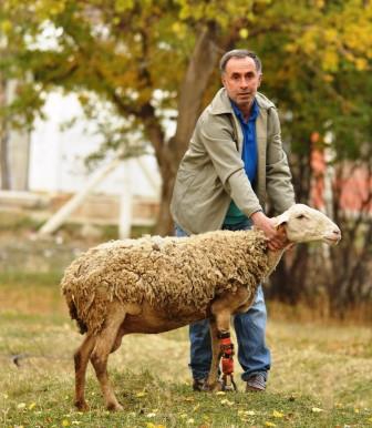  Ayağı kopan koyun protezle yeniden koşuyor