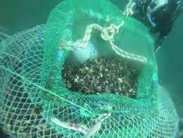 Beykoz'da kaçak avladıkları 1 ton midyeyi denizin 7 metre derinliğine sakladılar