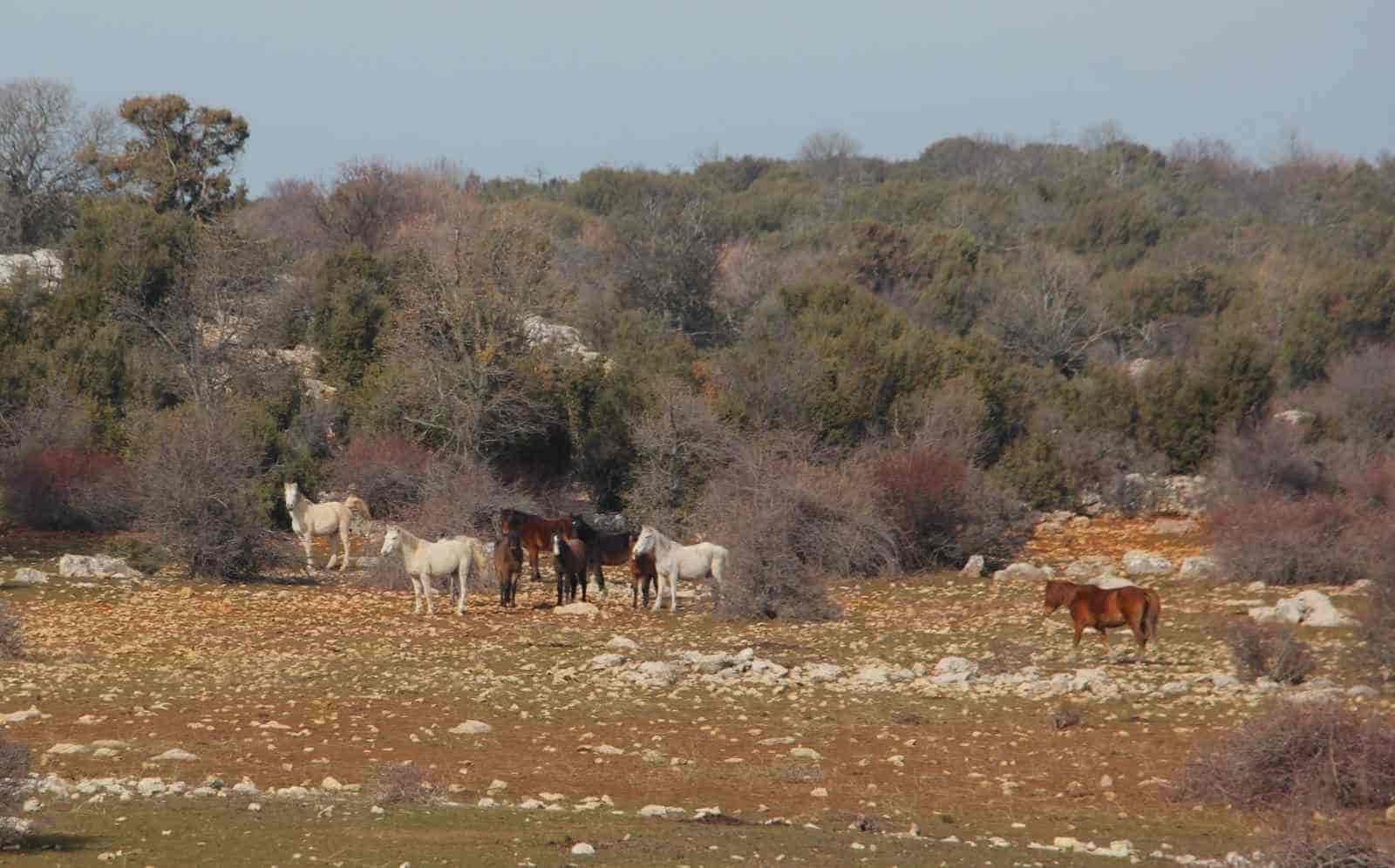 Beyşehir Gölü’nde yabani atların yaşam sürdüğü ada ilgi odağı oldu