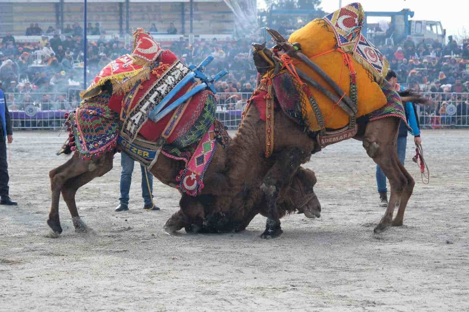 Dünya kupasının sahibi ‘Ayhan Bey’ adlı pehlivan deve oldu