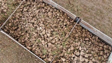 Elazığ'da şeker pancarı mesaisine başlayan çiftçiler fiyattan memnun