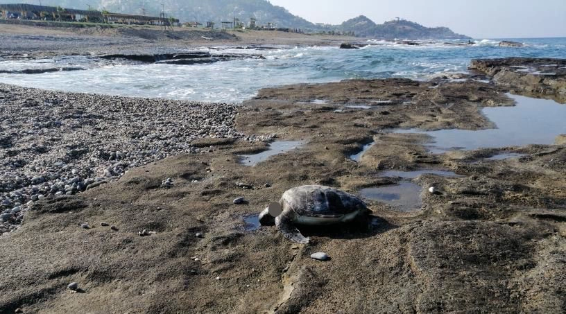 Gazipaşa’da caretta başı kesilmiş halde bulundu