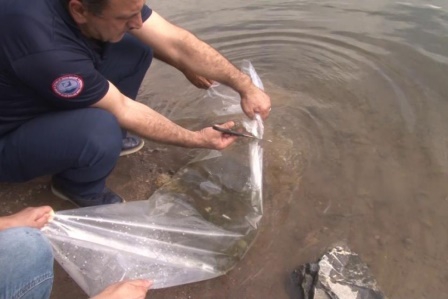 İstanbul İl Tarım ve Orman Müdürü Karaca: '2 milyon 24 bin adet sazan balığını iç sularımızla buluşturduk'