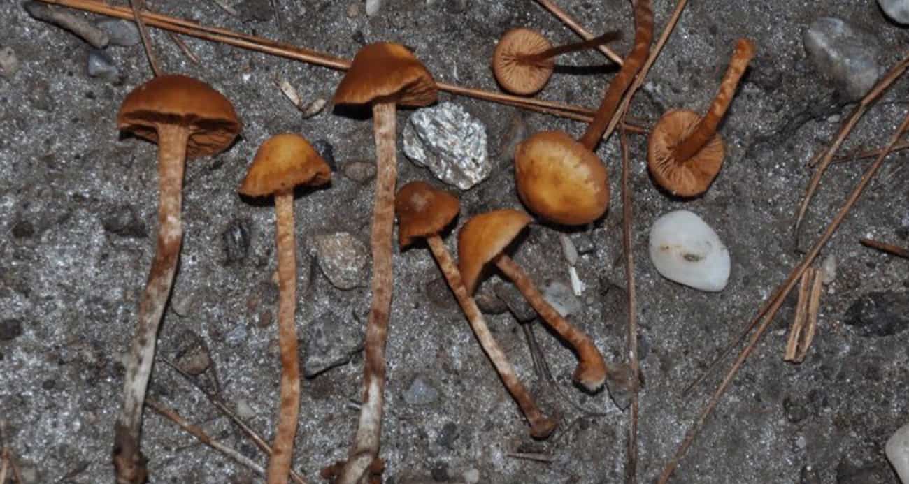 Keşfedilen ölümcül mantarın Türkiye’deki ilk kaydı Aydın’da yapıldı
