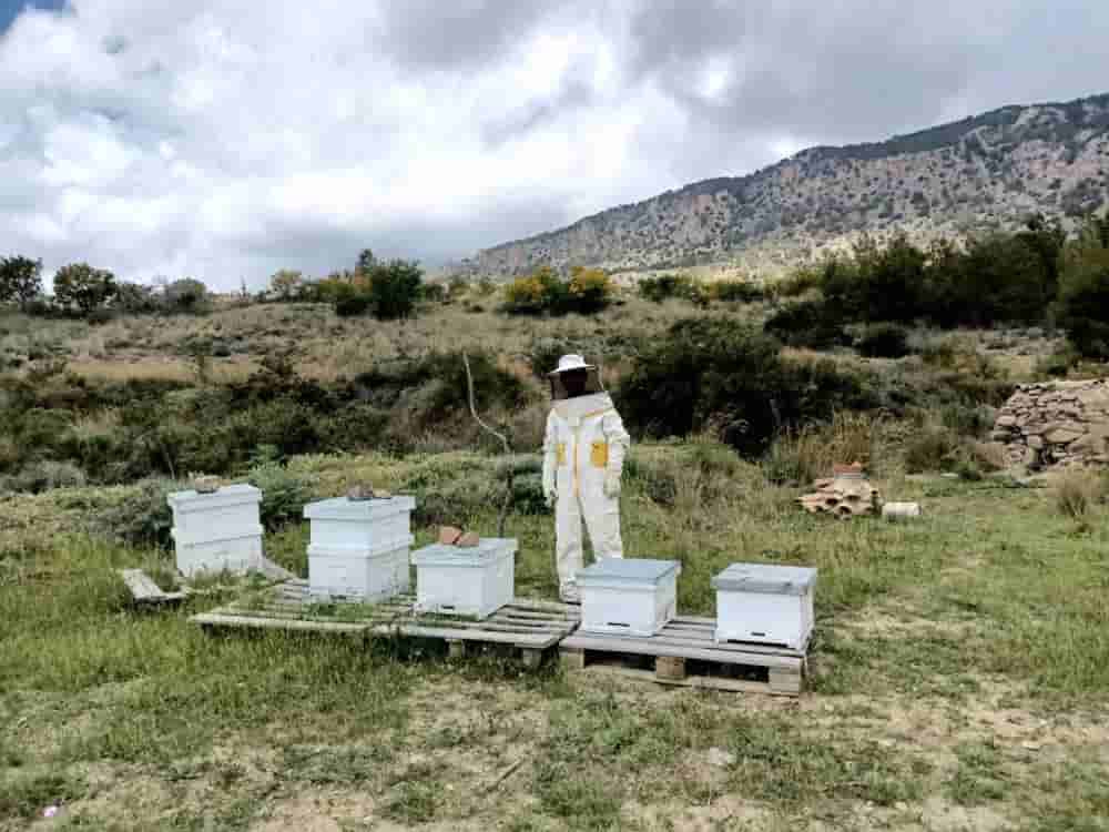 Kıbrıs’ın yerli arı ırkı koruma altına alınacak