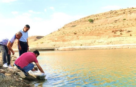 Malatya’daki göletlere 2 milyon yavru balık