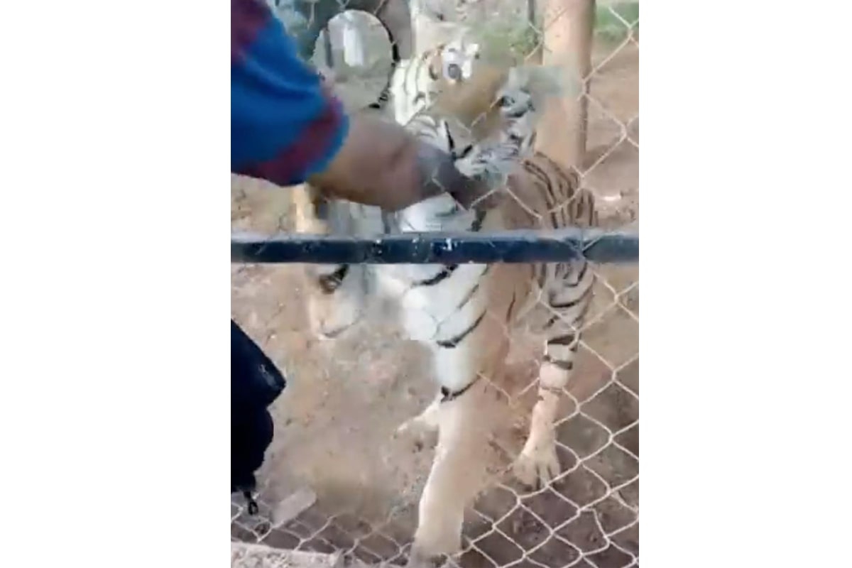 Meksika'da bakıcısı olduğu kaplanın saldırısına uğrayan kişi öldü