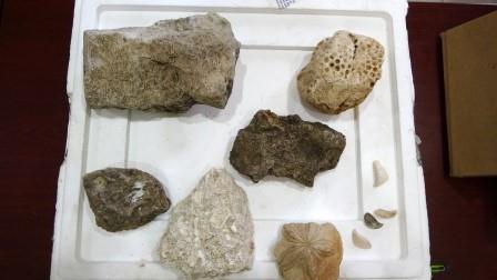 Muş Ovası’nda ilk kez 12 milyon yıllık olduğu düşünülen deniz canlıları fosiline rastlandı