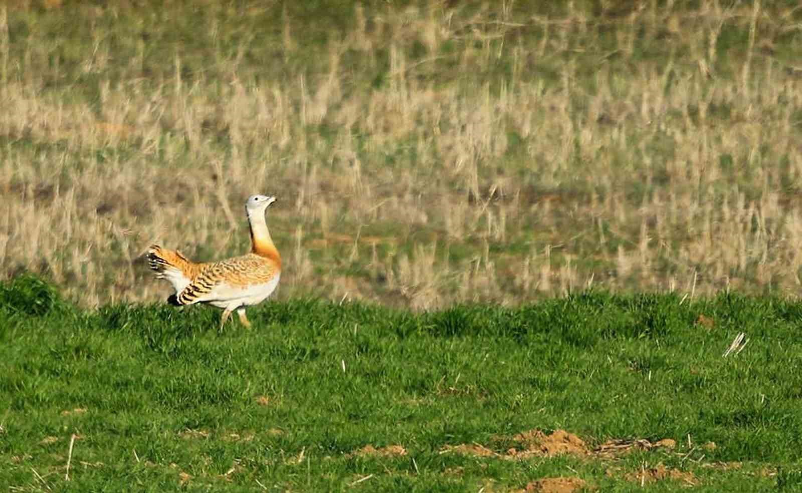 Nesli tükenmekte olan toy kuşlarına yönelik envanter ve izleme çalışması