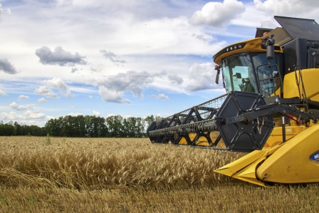 Rusya'da tahıl üretimi 11 milyon ton azaldı