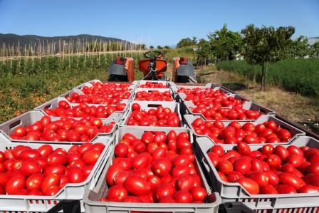 Rusya domates ihracatında kotayı 500 bin tona çıkardı