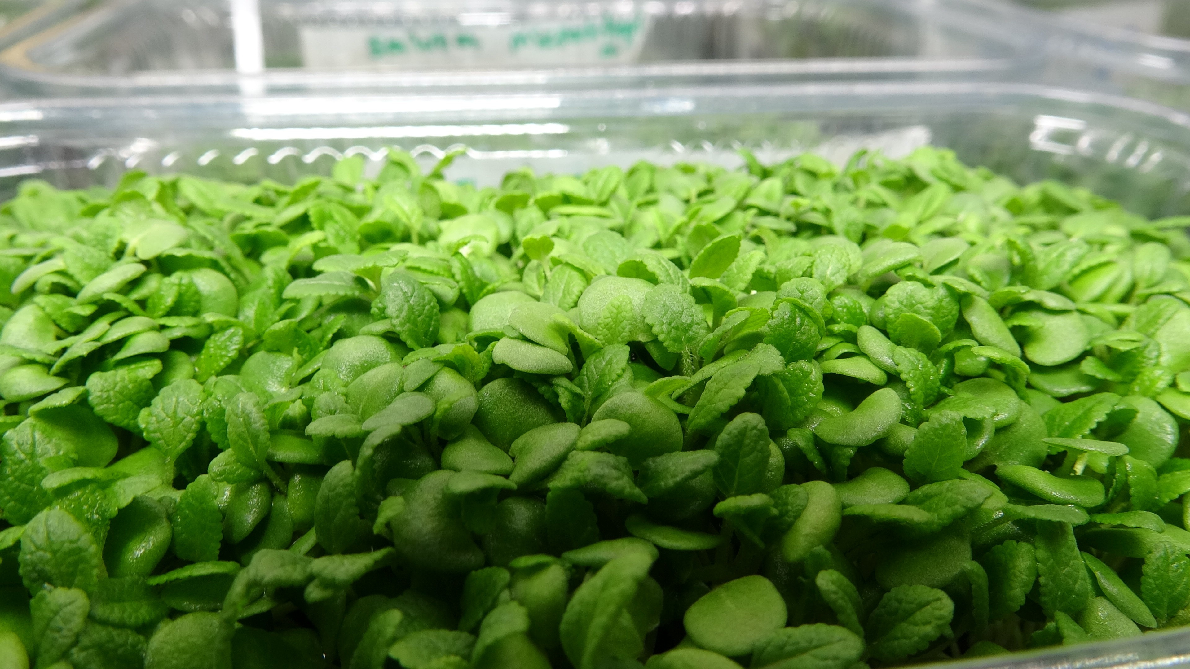  Sağlıklı beslenmede yeni trend bitkiler: ‘Mikroyeşiller’