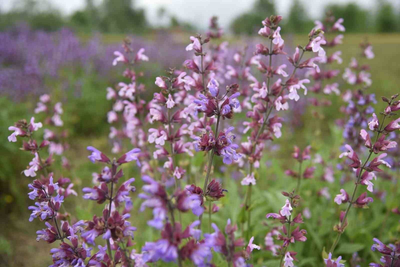 Samsun’da tıbbi aromatik bitki üretimi artıyor