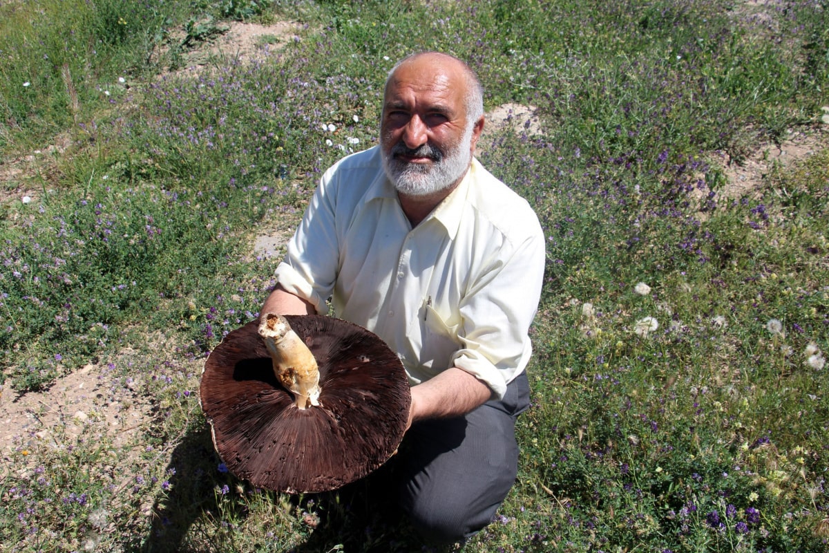 Sivas'ta bulunan dev mantar Guinness Rekorlar Kitabına aday