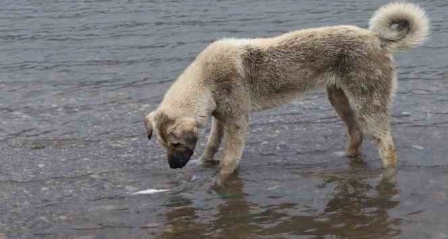 Sokak köpeği, ölen balığı yüzdürmeye çalıştı