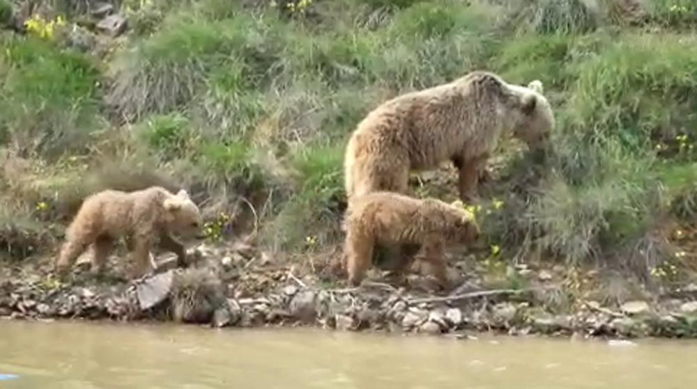 Yaban hayatta ayılarla yan yana